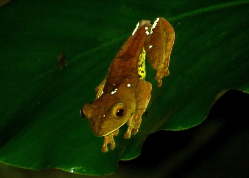 Rhacophorus pardalis