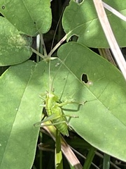 Tettigonia orientalis