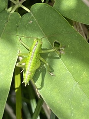 Tettigonia orientalis