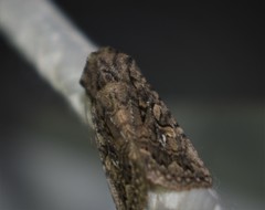 Ulolonche orbiculata