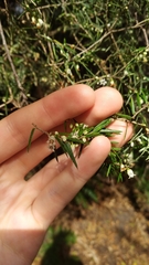 Leptecophylla oxycedrus