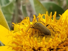 Anastrangalia laetifica