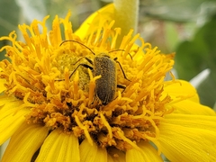 Anastrangalia laetifica