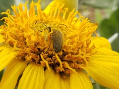 Anastrangalia laetifica