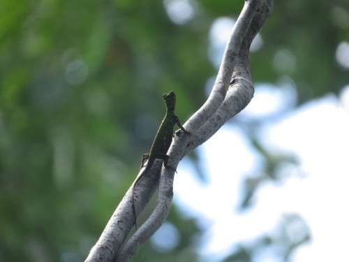 Draco cornutus