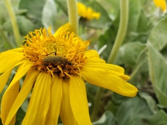 Anastrangalia laetifica