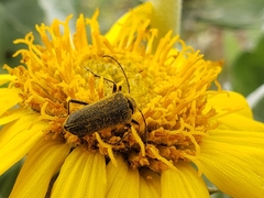 Anastrangalia laetifica