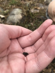 Anura