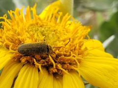 Anastrangalia laetifica