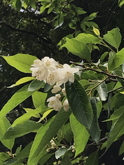 Alniphyllum pterospermum