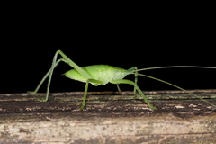 Pterophylla camellifolia
