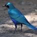 Estorninho-Grande-d'Orelha-Azul - Photo (c) Dave Govoni, alguns direitos reservados (CC BY-NC-SA)