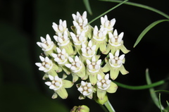 Funastrum gracile