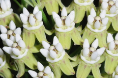 Funastrum gracile