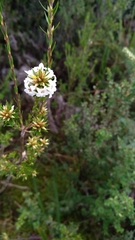 Epacris lanuginosa
