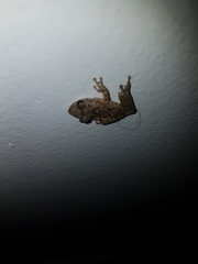 Hylidae