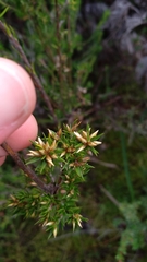 Epacris lanuginosa