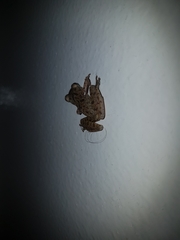 Hylidae