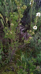 Epacris lanuginosa