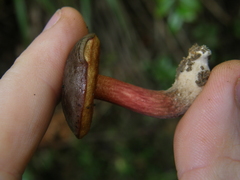 Boletus leptospermi