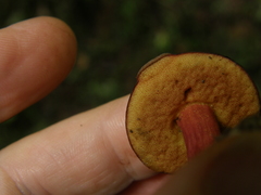 Boletus leptospermi