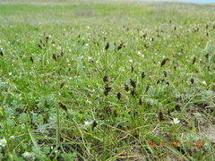 Carex stenophylla