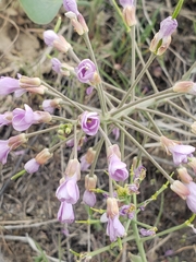 Phoenicaulis cheiranthoides