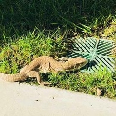 Varanus exanthematicus
