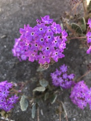Abronia villosa