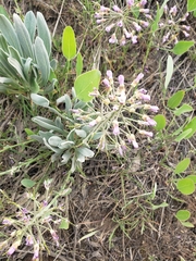 Phoenicaulis cheiranthoides