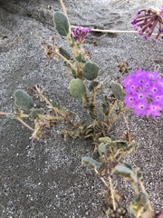 Abronia villosa