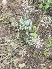 Phoenicaulis cheiranthoides
