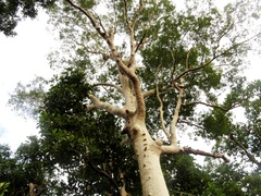 Koompassia excelsa