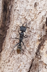 Myrmecia gilberti