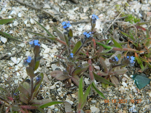 Image of Myosotis incrassata by (c) Galyna Mykytynets, some rights reserved (CC BY)