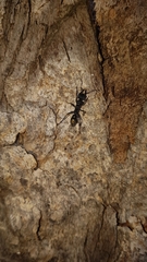 Myrmecia gilberti