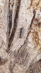 Myrmecia gilberti