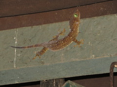 Gekko albofasciolatus