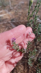 Vittadinia cuneata