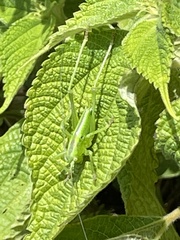 Tettigonia orientalis