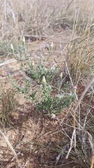 Vittadinia cuneata
