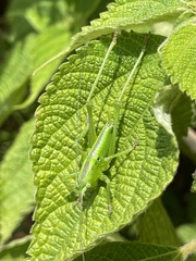 Tettigonia orientalis