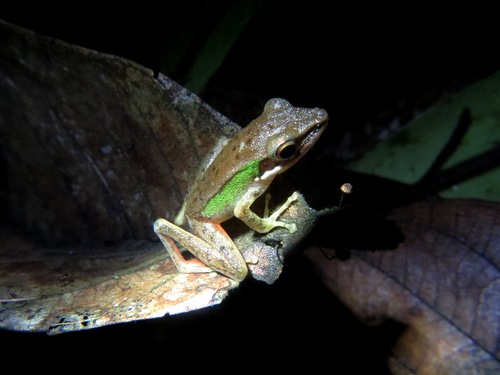 Hylarana megalonesa