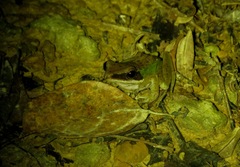 Chalcorana megalonesa