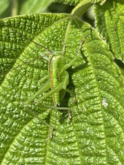 Tettigonia orientalis