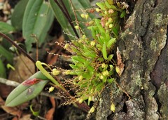 Stelis pusilla