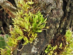 Stelis pusilla