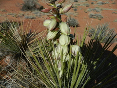 Yucca baileyi