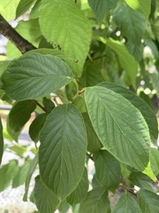 Physocalymma