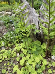 Dryopteris goldieana